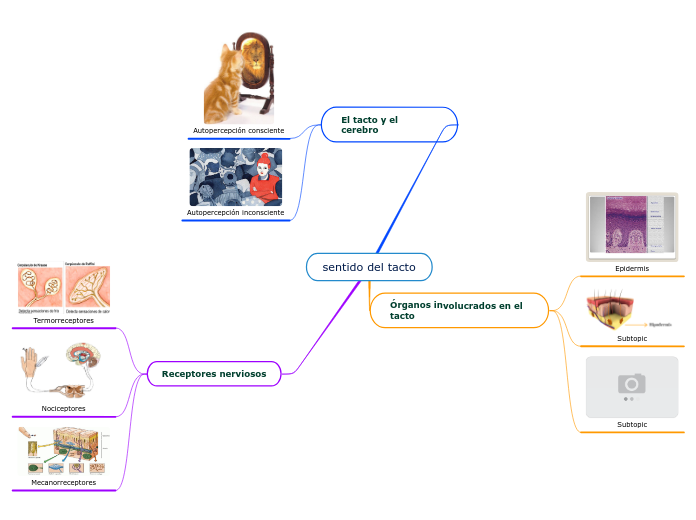 sentido del tacto - Mapa Mental