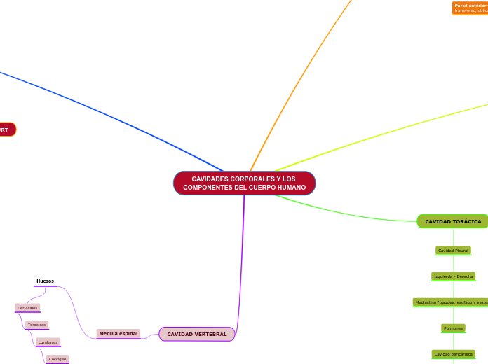 CAVIDADES CORPORALES Y LOS COMPONENTES DEL CUERPO HUMANO