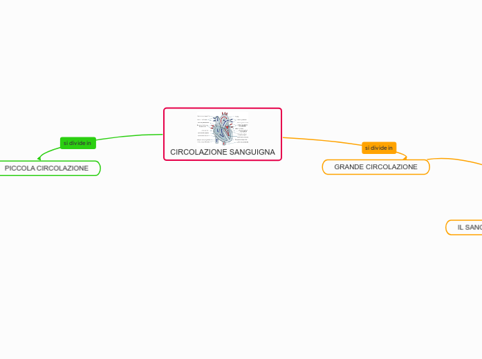 CIRCOLAZIONE SANGUIGNA - Mappa Mentale
