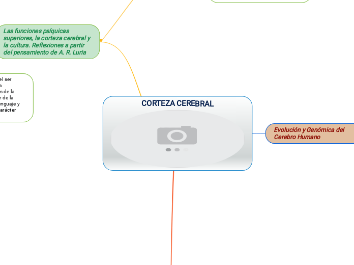 CORTEZA CEREBRAL