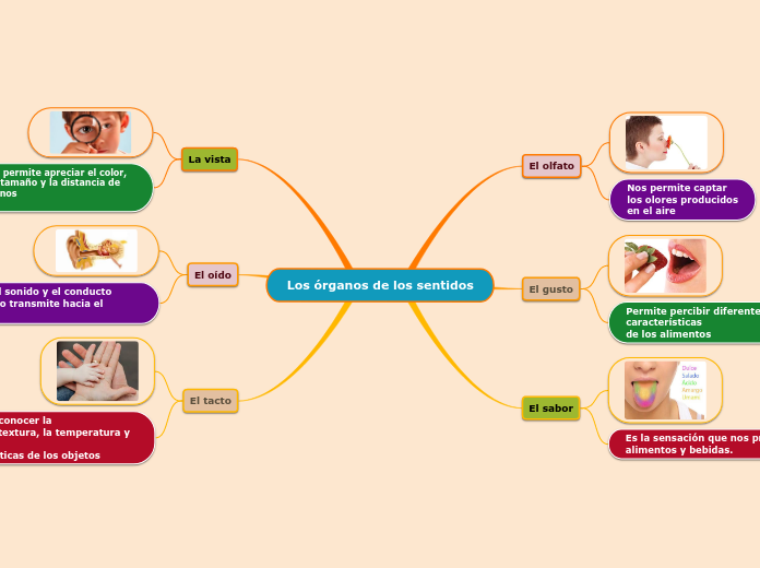 Los órganos de los sentidos