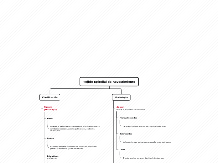 Tejido Epitelial de Revestimiento - Mapa Mental