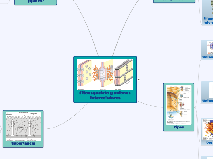 Citoesqueleto y uniones intercelulares - Mapa Mental