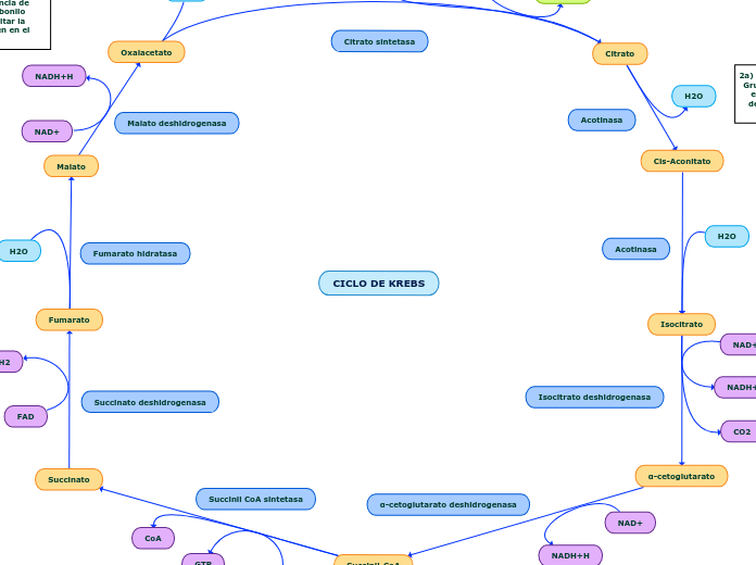 Ciclo De Krebs Mind Map 2846