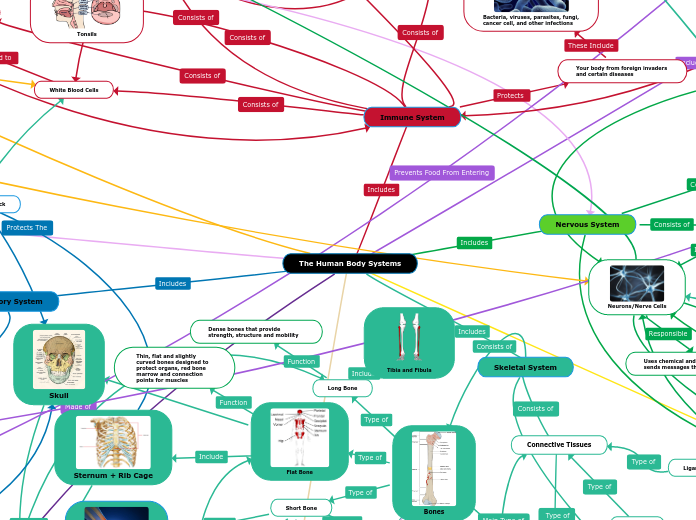 The Human Body Systems Mind Map