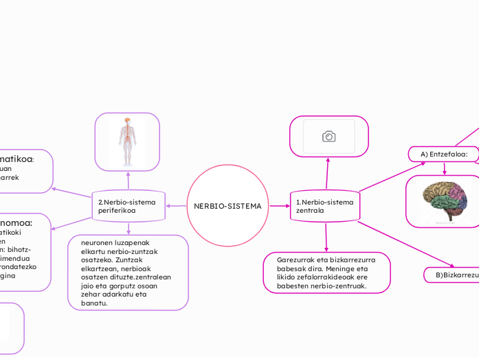 NERBIO-SISTEMA - Mind Map