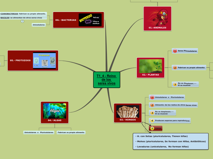 T1_4 - Reino 
de los 
seres vivos - Mapa Mental