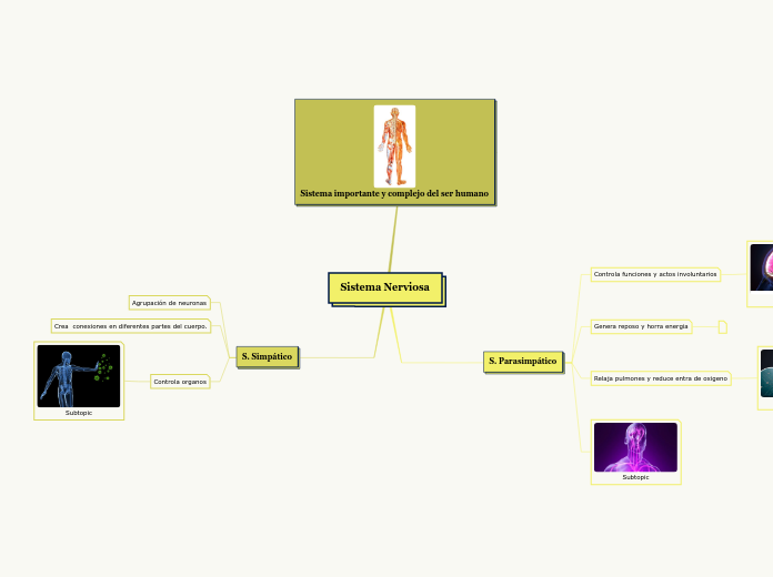 Sistema Nerviosa - Mapa Mental