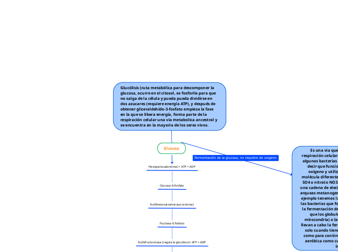 Glucólisis (ruta metabólica para descomponer la glucosa, ocurre en el citosol, se fosforila para que no salga de la célula y pueda pueda dividirse en dos azucares (requiere energía ATP), y después de obtener gliceraldehído-3-fosfato empieza la fase