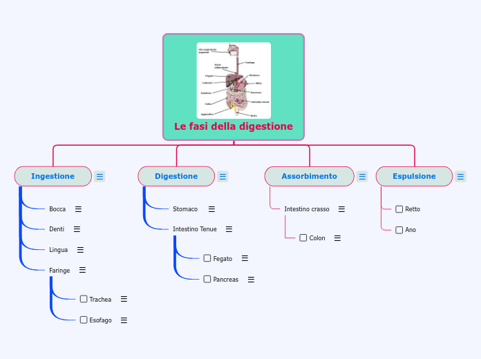 Le fasi della digestione