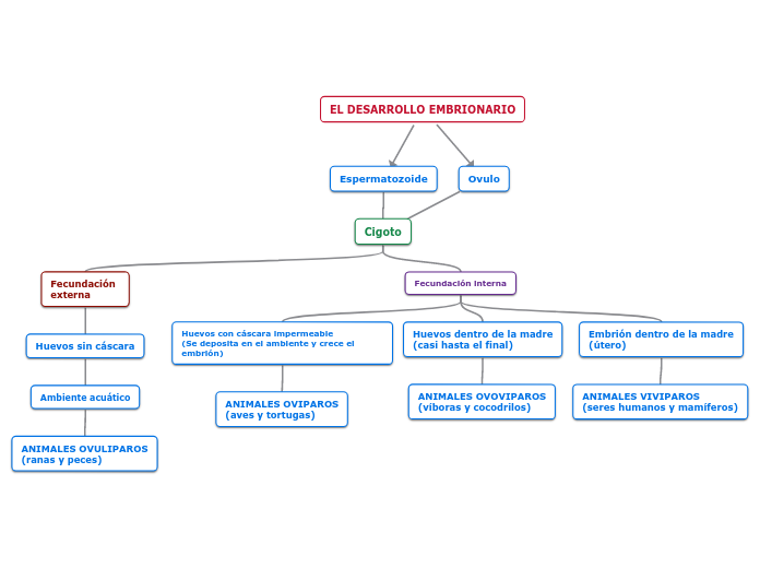 Desarrollo Embrionario Y Fetal Mind Map My Xxx Hot Girl