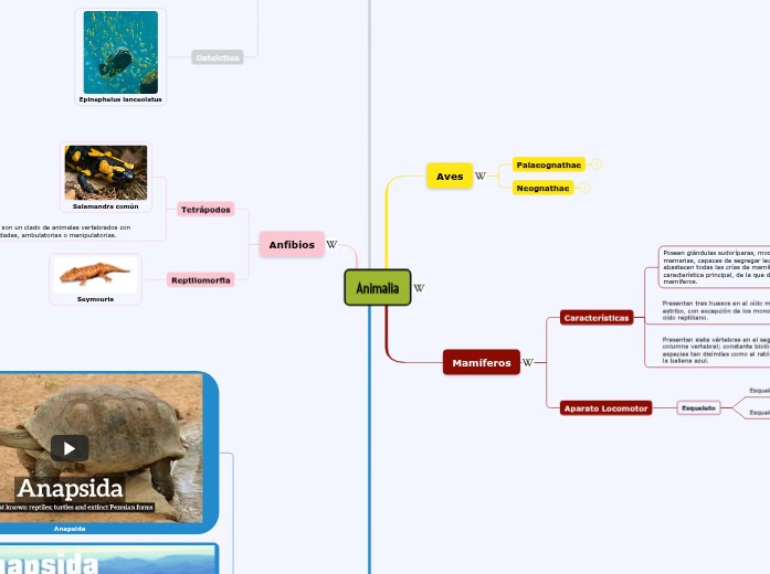 Animalia Animalia