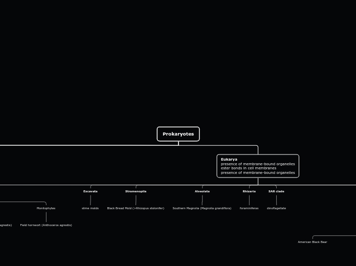 Prokaryotes - Mind Map