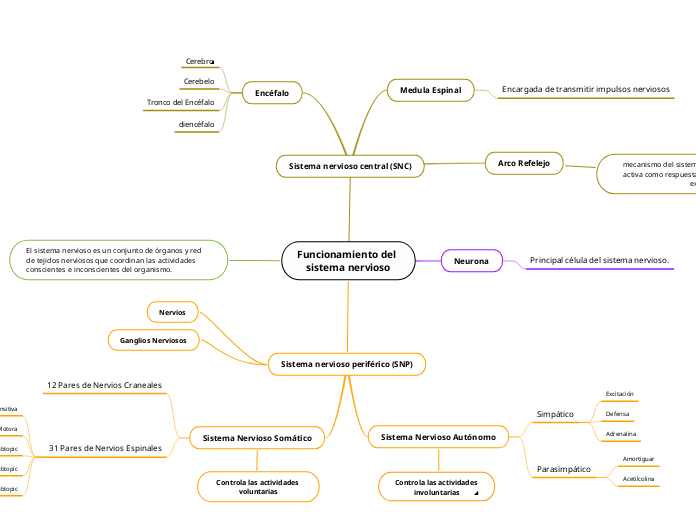 Funcionamiento del sistema nervioso