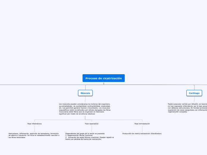 Proceso de cicatrización - Mapa Mental