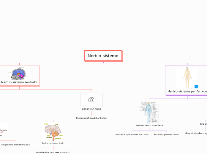 Nerbio-sistema