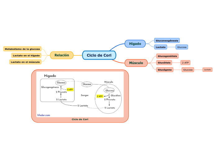 Ciclo de Cori - Mapa Mental