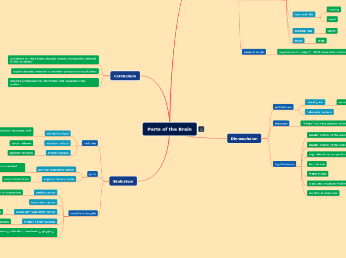 Parts of the Brain Parts of the Brain