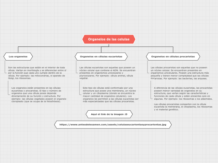 Organelos de las celulas - Mapa Mental