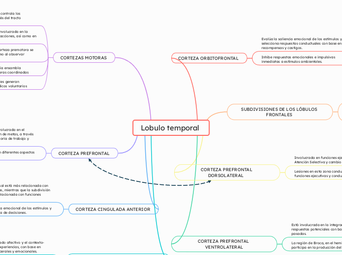 Lobulo temporal 