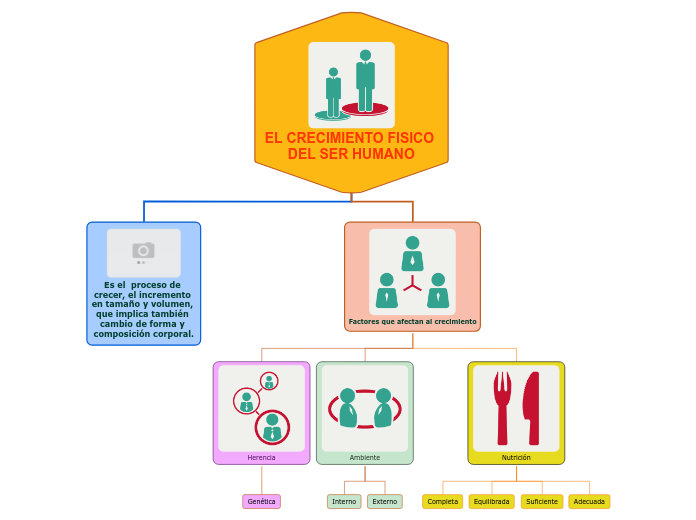 EL CRECIMIENTO FISICO DEL SER HUMANO - Mapa Mental