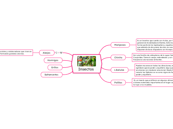 Insectos  - Mapa Mental