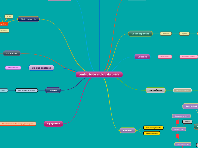 Aminoácido e Ciclo da Uréia