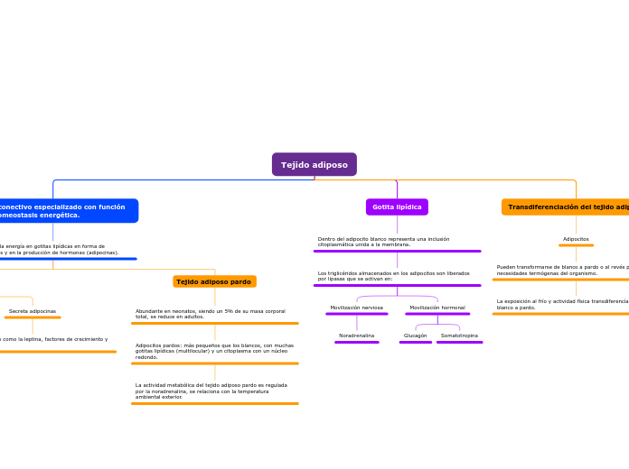 Tejido adiposo - Mapa Mental