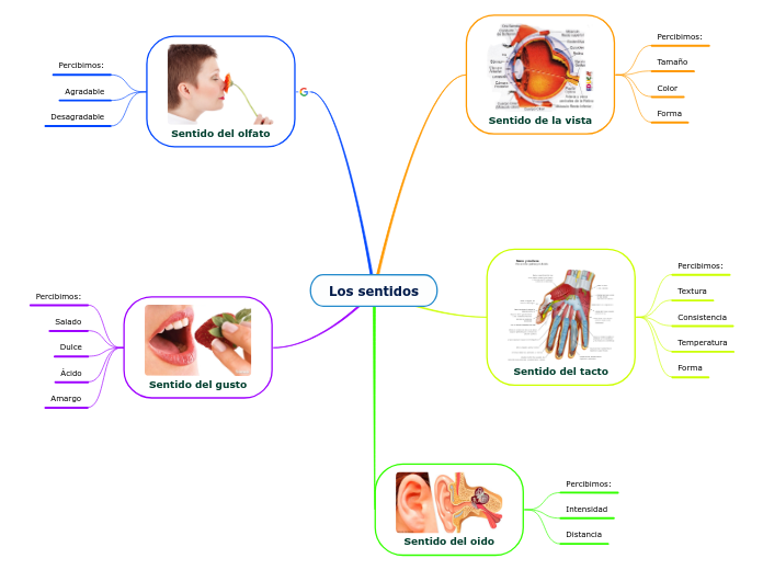 Los sentidos - Mind Map