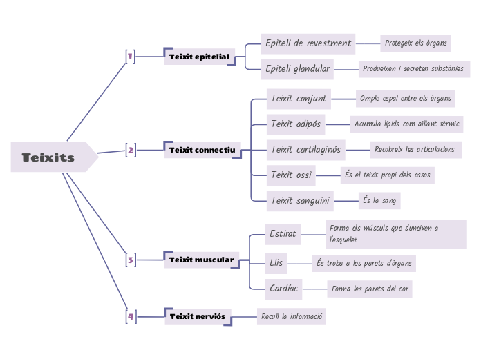 Teixits - Mapa Mental