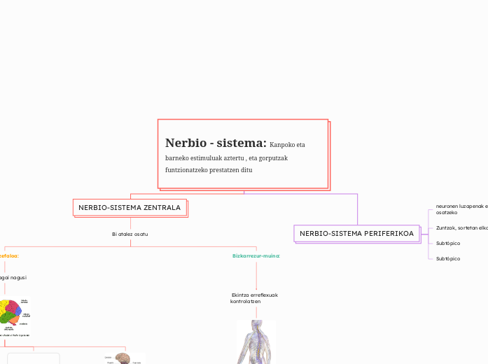 Organoak, sistemak eta aparatuak: Funtzio ...- Mind Map