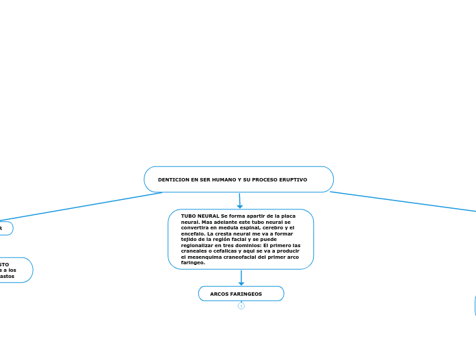 DENTICION EN SER HUMANO Y SU PROCESO ERUPTIVO