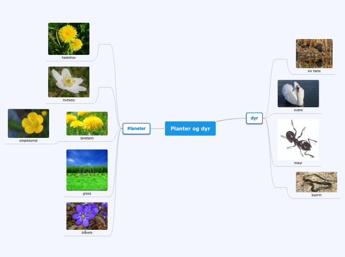 dyr og planter