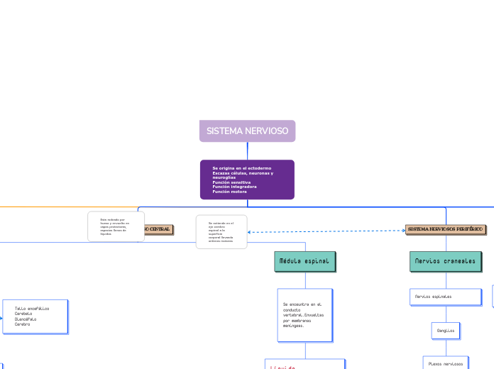 SISTEMA NERVIOSO - Mapa Mental