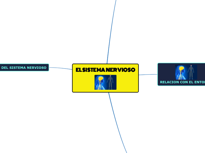 EL SISTEMA NERVIOSO - Mapa Mental