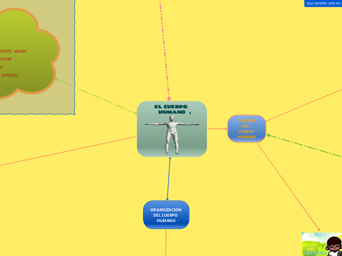 EL CUERPO HUMANO - Mapa Mental