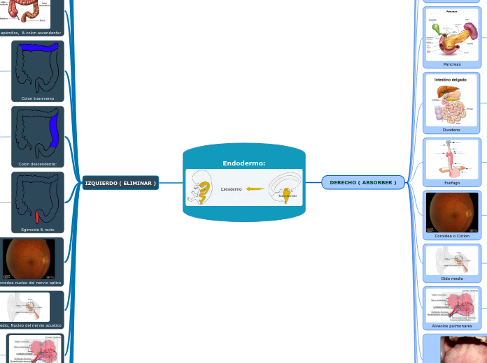 Endodermo: - Mapa Mental