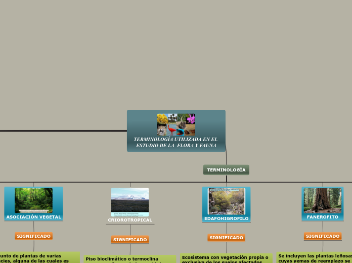 TERMINOLOGÍA UTILIZADA EN EL ESTUDIO DE...- Mapa Mental