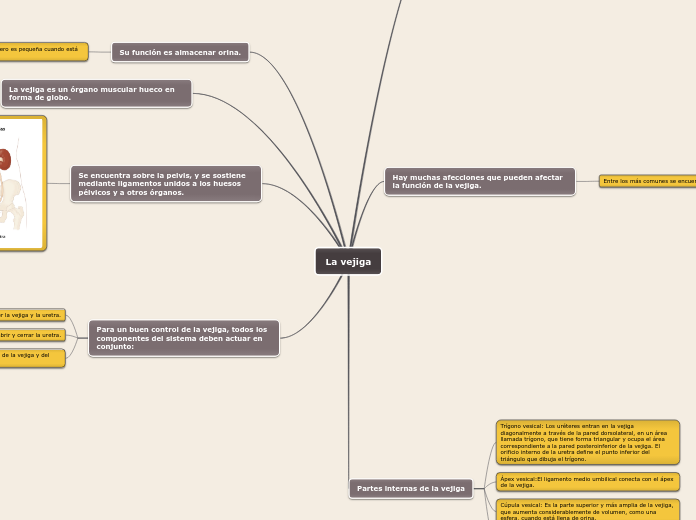 La vejiga - Mapa Mental