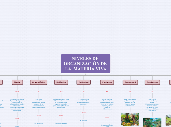 Organigrama arbol - Mind Map