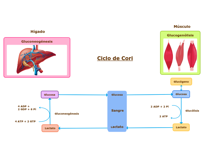 Ciclo De Cori Mind Map