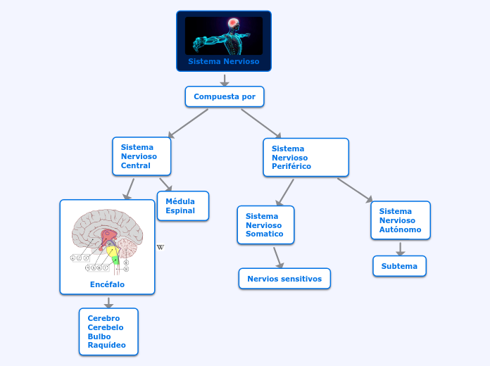 Sistema Nervioso Mind Map 