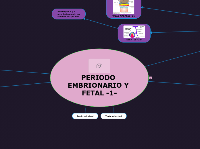 Periodo Embrionario Y Fetal 1 Mind Map 6374