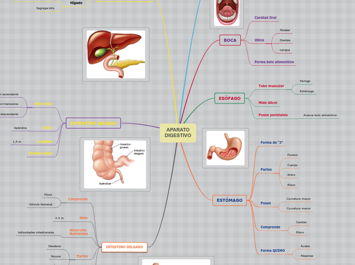 APARATO DIGESTIVO Mapa Mental