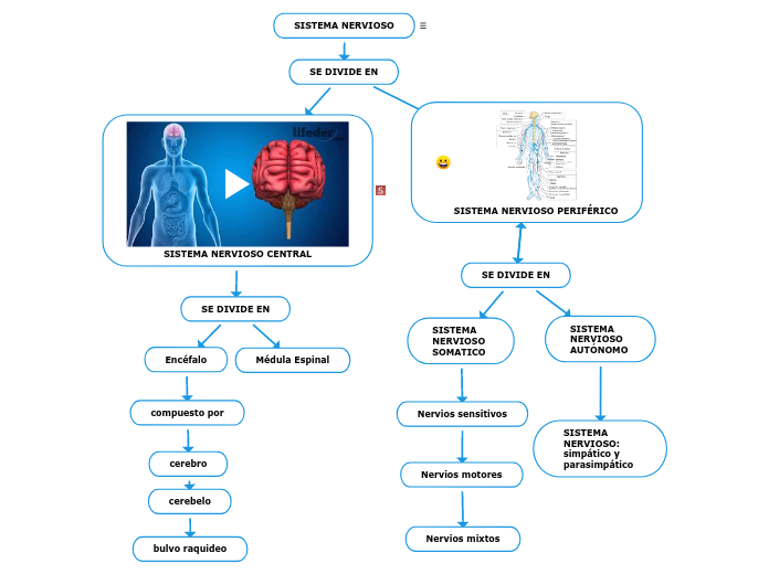 Sistema Nervioso Mind Map 